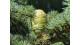 Céder himalájsky Cedrus deodara výška 30 - 50 cm
