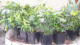 Čučoriedka Earliblue sadenice o výške 30-50 cm
